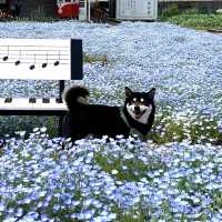 フォトジェニックな花畑　洲原ひまわりの里