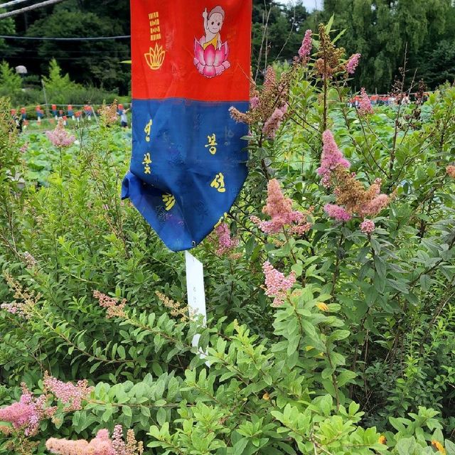 봉선사 연꽃축제! 