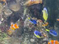 【法國旅遊】適合一家大細嘅水族館(⁎⁍̴̛ᴗ⁍̴̛⁎)