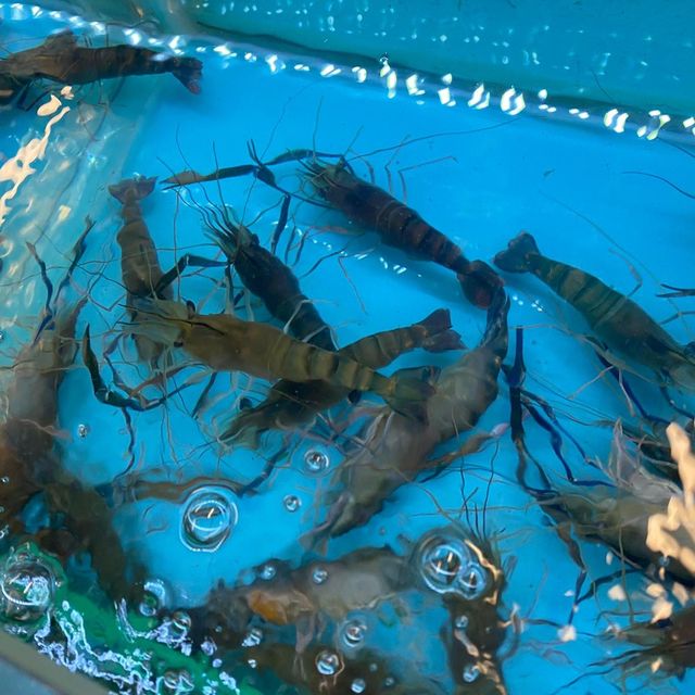 生猛流水蝦｜叫聲不斷代表好生猛