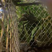 coconut crabs