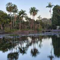 周未行山好去處-mount coot botanic garden 