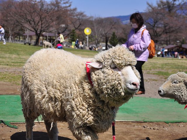 摘士多啤梨｜羊與牧羊犬秀｜伊香保綠色牧場