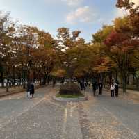 Colorful trees in autumn season