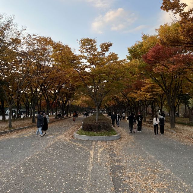 Colorful trees in autumn season