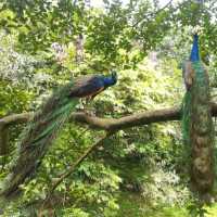 Cheeky Birds at KL Bird Park!❤️