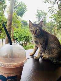 ภูนั่งยองCafe' บ้านฉาง  🍵