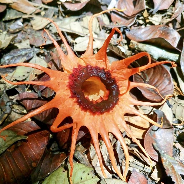 Kinabalu National Park - Borneo, Malaysia 