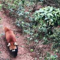 Research Base of Giant Cute Pandas 