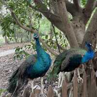 Tropical flowers garden - Xishuangbanna 