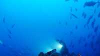 Thailand's coral garden, Koh Similan Island.