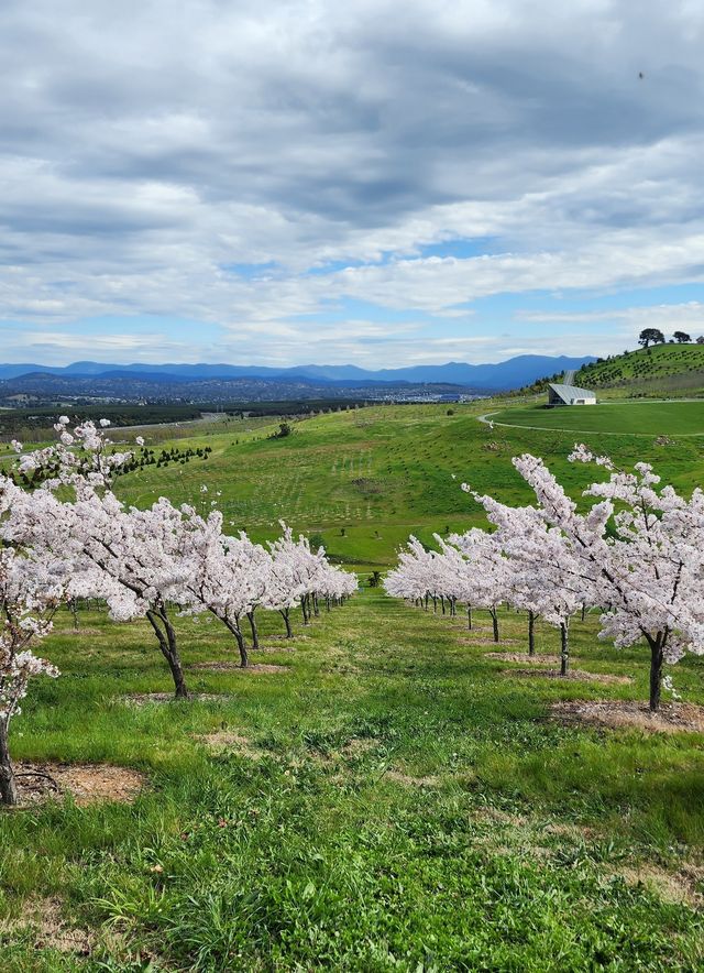 Enjoy the flowers at Canberra Arboretum.