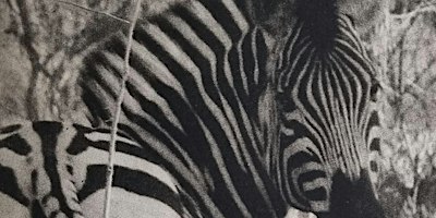 Printmaking workshops - Photopolymer etching using KM73 Toyobe plate | John Howard Print Studios