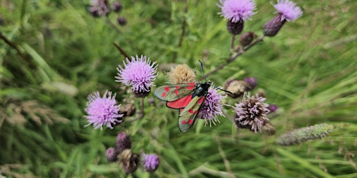 Grove Farm search butterflies and moths | Grove Farm, Ealing