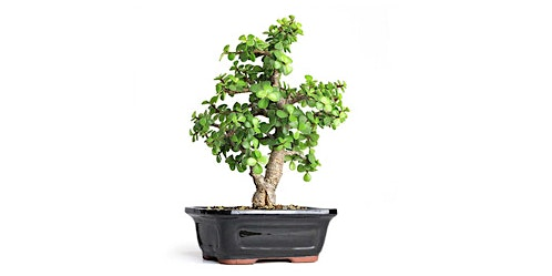 Make a Dwarf Jade Bonsai --Indoor | Darts Hill Garden Park - Maple Activity Center