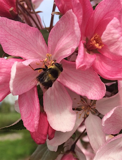 EcoExplorers Pollinator Power | Demonstration Garden