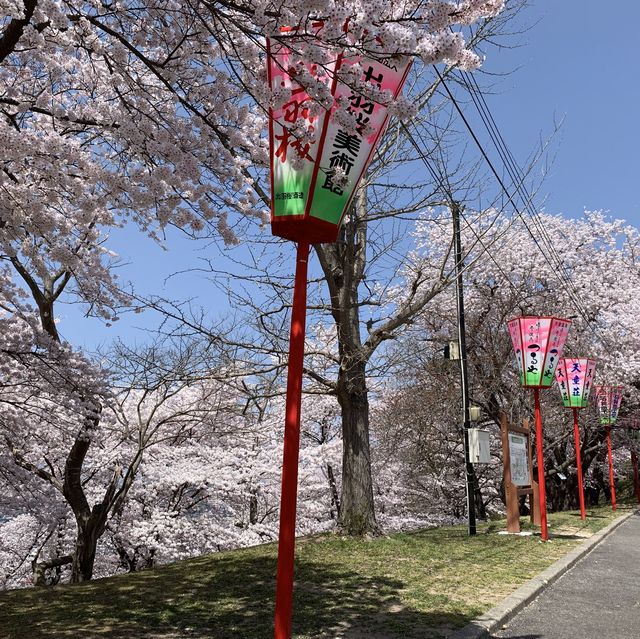日本 天童公園舞鶴山
