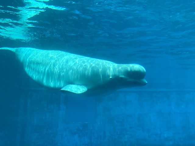 [🇰🇷, 거제] 거제 씨월드 벨루가 수중공연 🐋