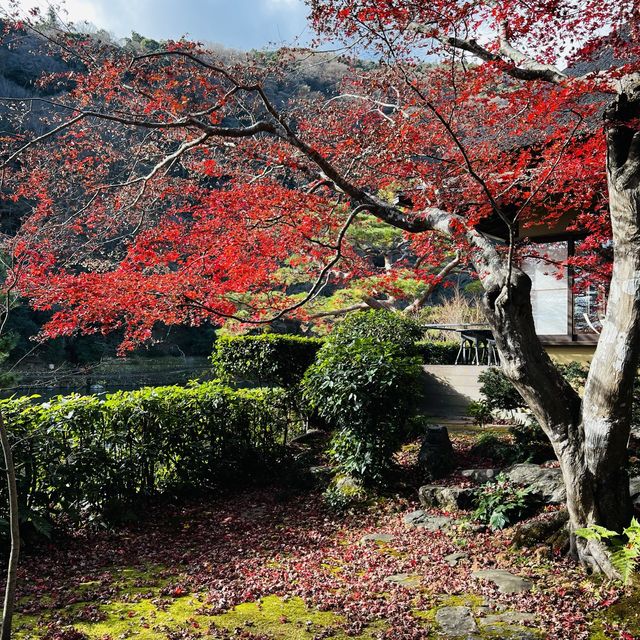 嵐山の紅葉を存分に楽しめた！