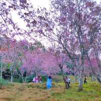 ภูลมโล แปลง2551/3