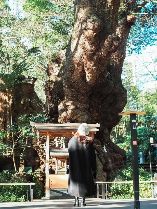 来宮神社