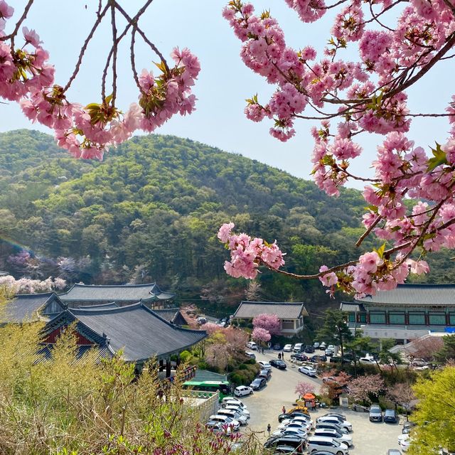 겹벚꽃은 천안 각원사에서 즐겨요