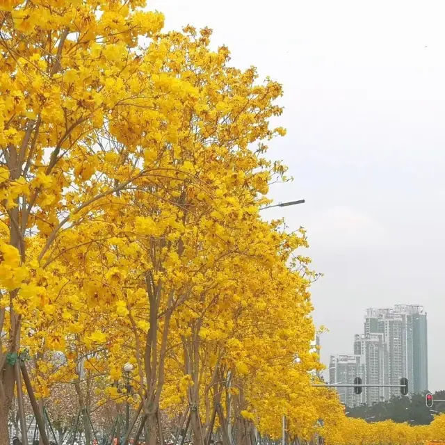 金燦燦的黃金大道