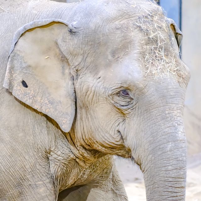 円山動物園のゾウ舎・上層階
