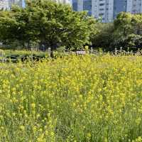 봄을 느끼고 싶다면 이 곳으로~ 온천천시민공원
