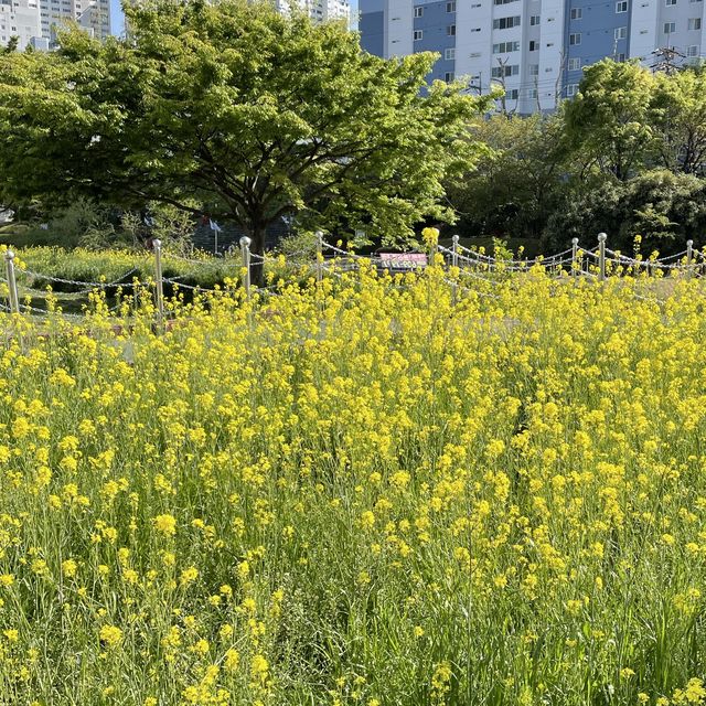 봄을 느끼고 싶다면 이 곳으로~ 온천천시민공원