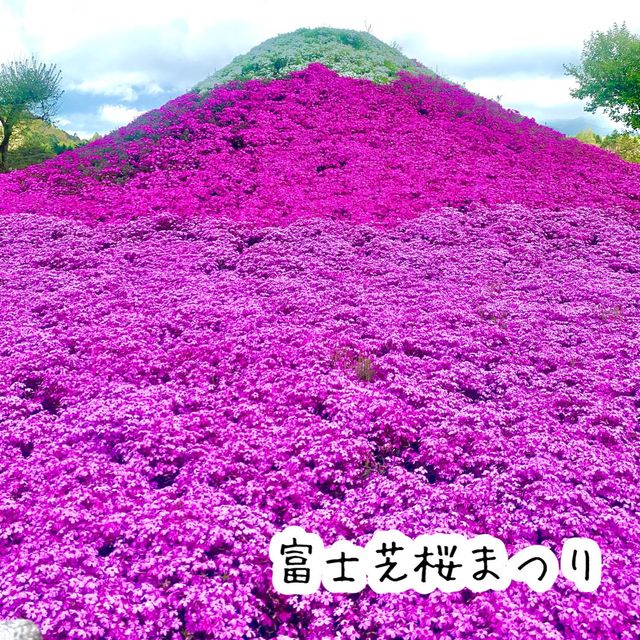 一面の芝桜