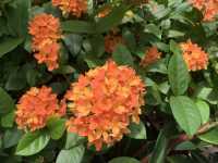本地遊 | 坐港鐵遊香港 | 金鐘站 | 香港公園｜鬧市賞花好去處