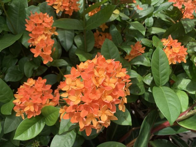 本地遊 | 坐港鐵遊香港 | 金鐘站 | 香港公園｜鬧市賞花好去處