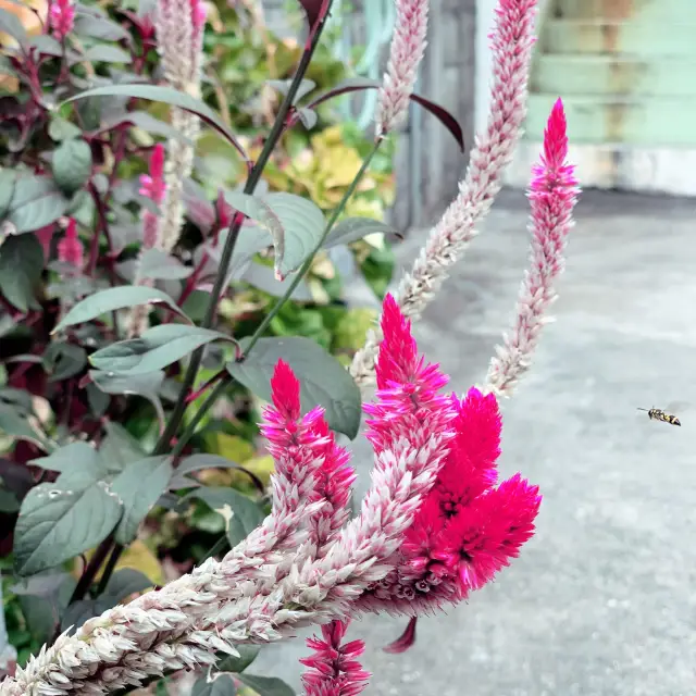 花見に行きませんか