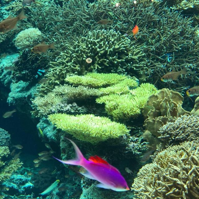 美麗海水族館🔱🔱沖繩最大最受歡迎👏🏻水族館😍海天一色