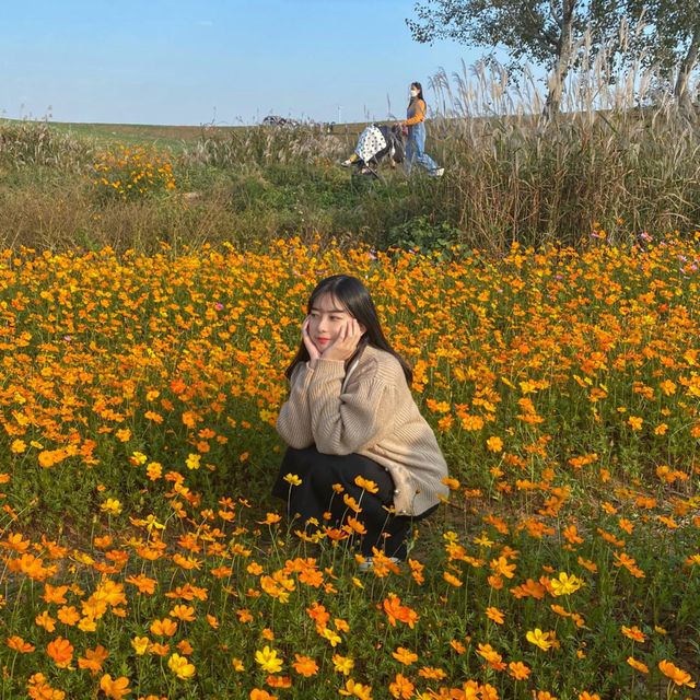 가을에는 안성팜랜드로 🌼