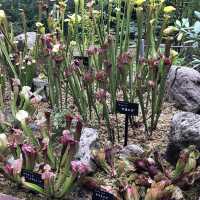 箱根湿性花園