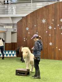 홋카이도의 말을 만날 수 있는 노잔호스파크🐴