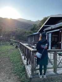 🐑🐏親親小山羊 港版「台灣清境農場」🐐