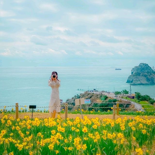🌼봄의 시작을 알리는 수선화가 예쁜 [부산, 오륙도해맞이공원]