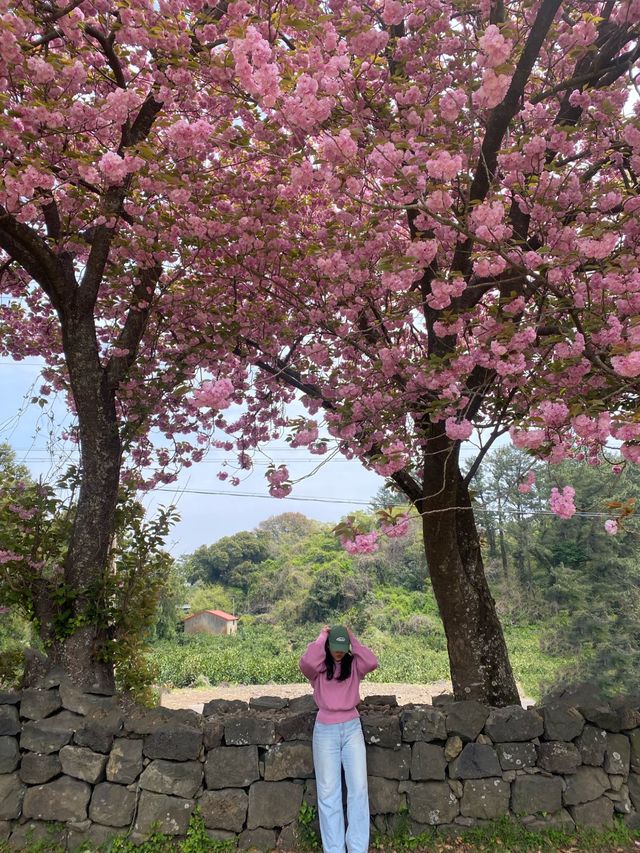제주도 겹벛꽃, 봄 나들이💓
