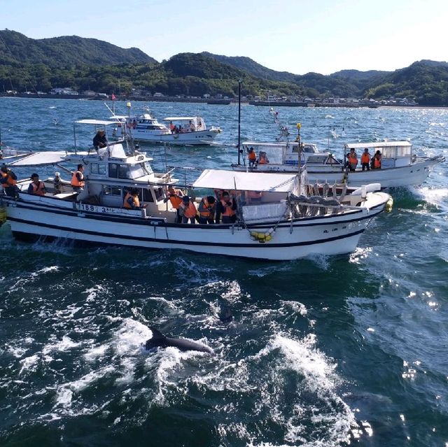 去日本近距離睇野生海豚🐬🐬🐬