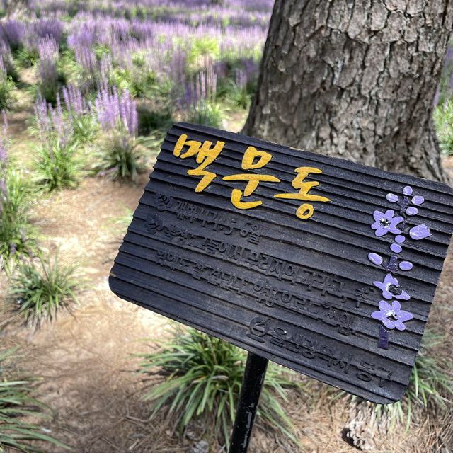 👀 지금 대왕암공원에 가야하는 이유 🌳 보라색 꽃밭 💜 맥문동