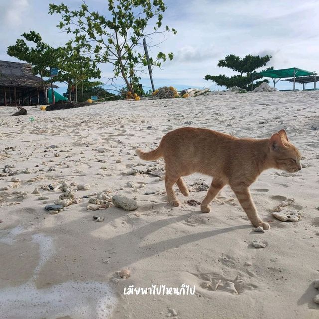 เกาะไข่ใน เกาะแมว สวรรค์ของเหล่าทาสแมว