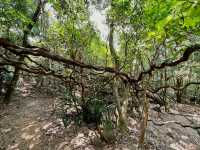 【行山】茅坪古道、北港古道：古靈精怪榼藤