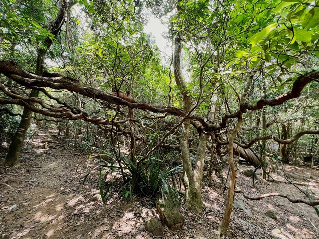 【行山】茅坪古道、北港古道：古靈精怪榼藤