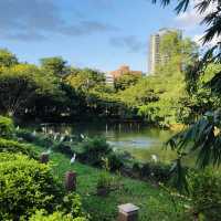 風光明媚🪷🌤Daan Forest Park 大安森林公園