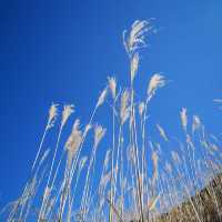 Sengokubara Susuki Sougen (Grass Field)