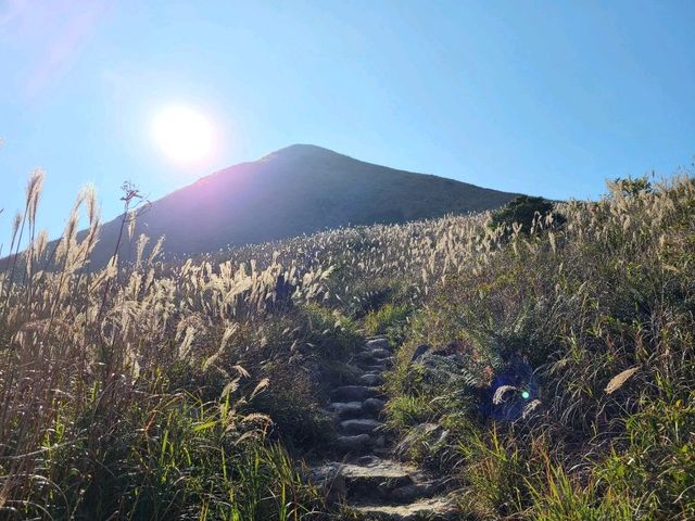 【秋冬賞芒系列~大東山🌾】