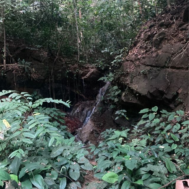 気軽に自然を感じられるパワースポット　ペナン植物園